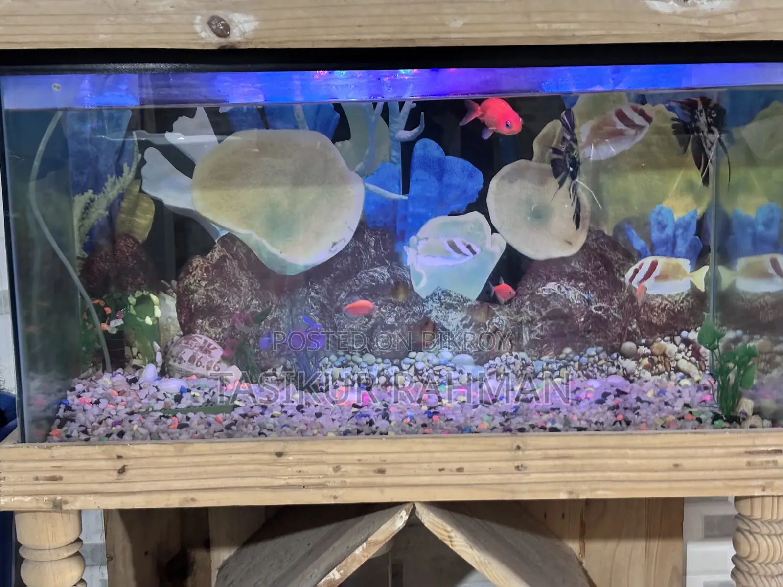 Aquarium for Sell Bhola Sadar
