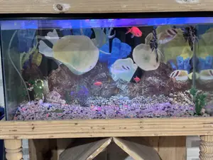 Aquarium for Sell Bhola Sadar