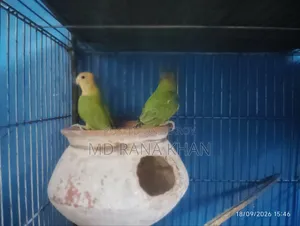 Love Bird S