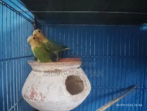 Love Bird S