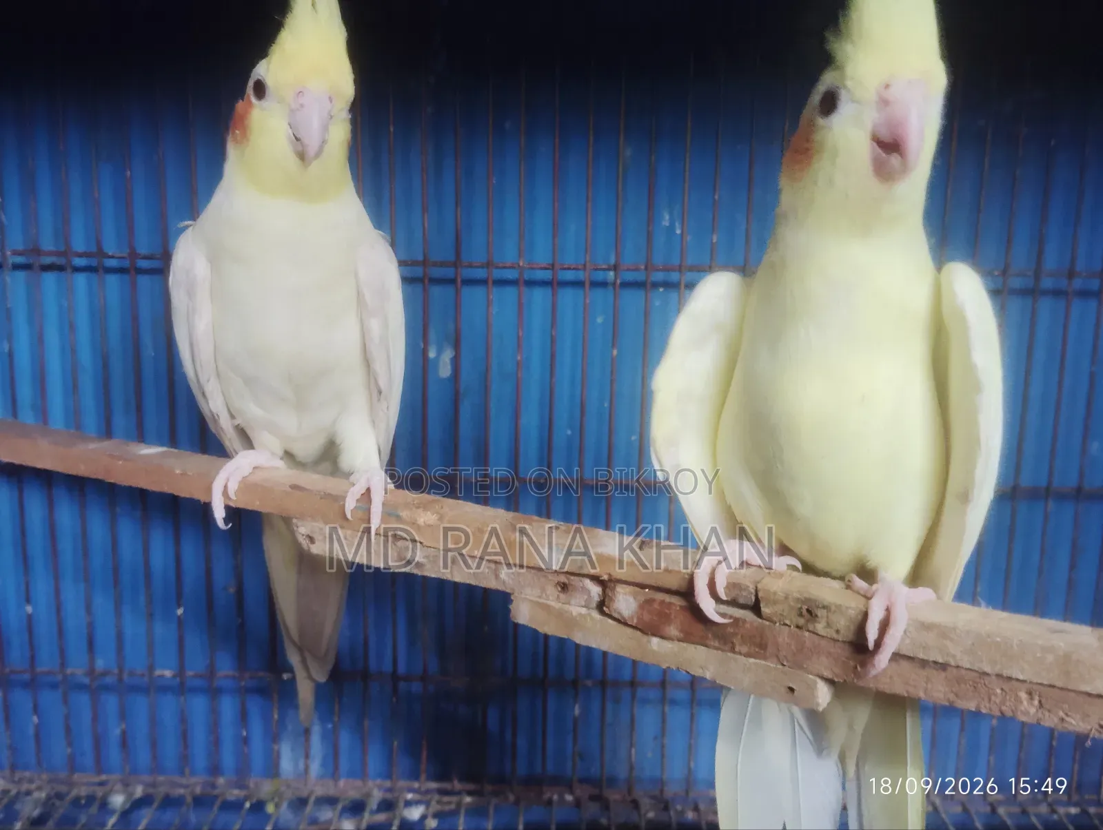 ককাটেল লুটিনো