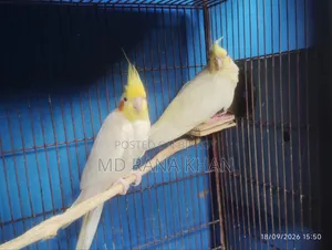 ককাটেল লুটিনো