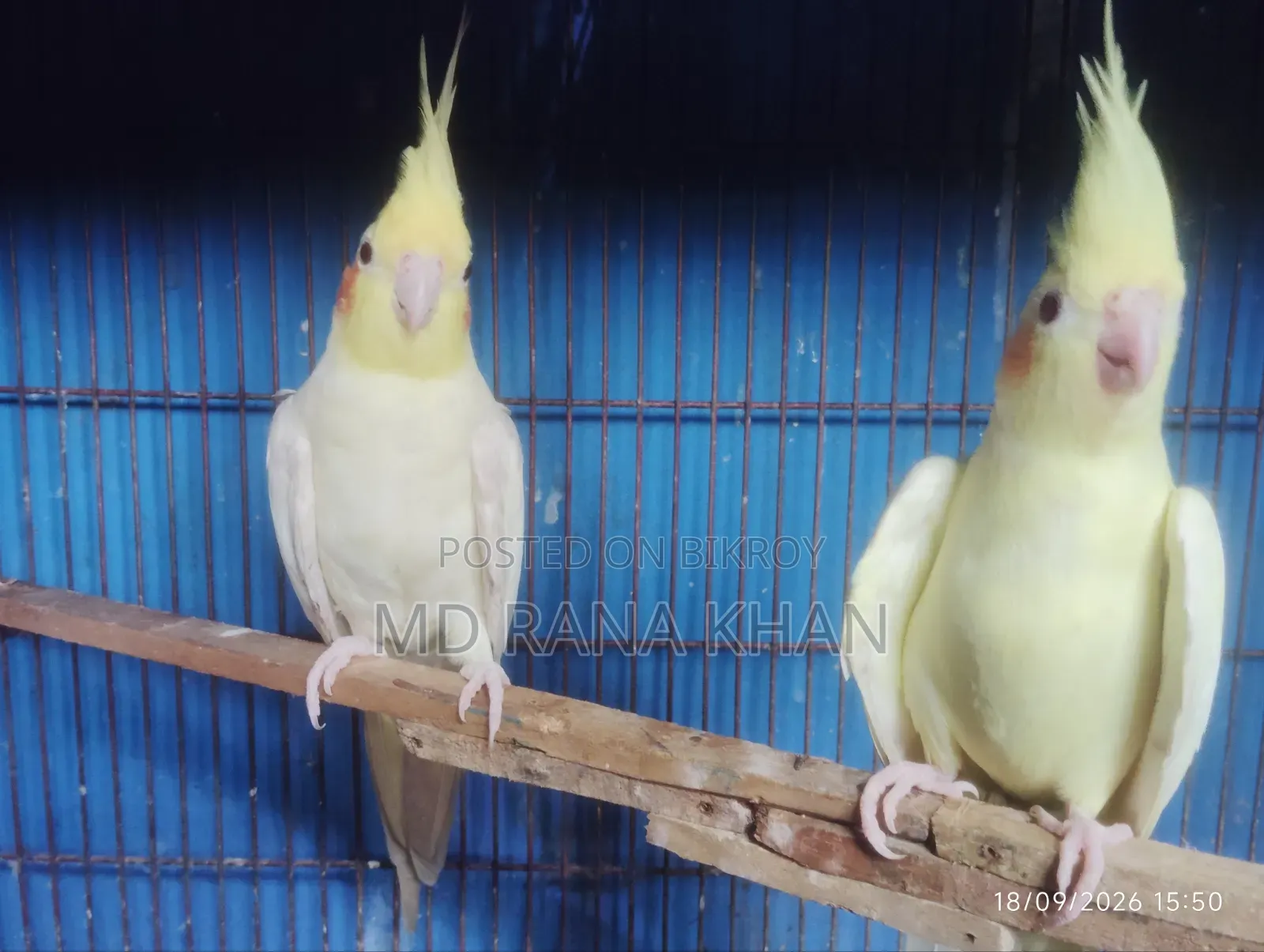 ককাটেল লুটিনো