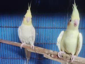 ককাটেল লুটিনো