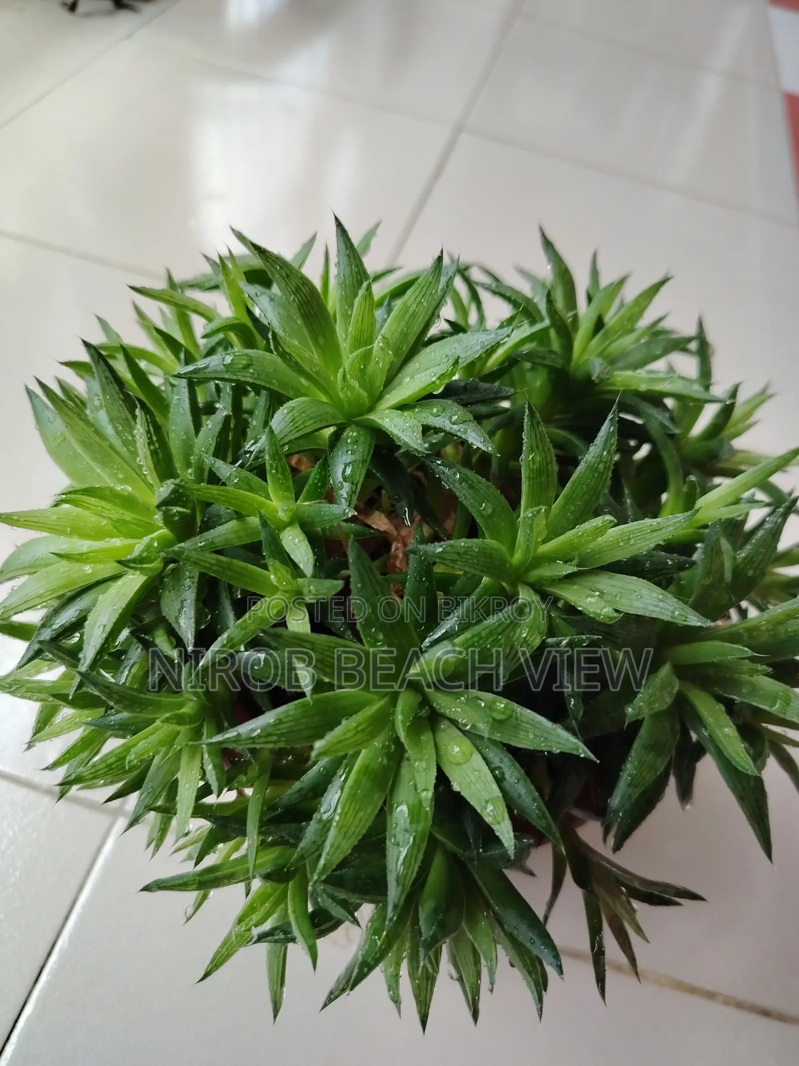 হাওরথিয়া গ্রিন