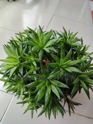 হাওরথিয়া গ্রিন