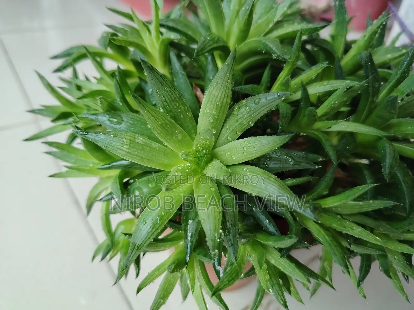হাওরথিয়া গ্রিন