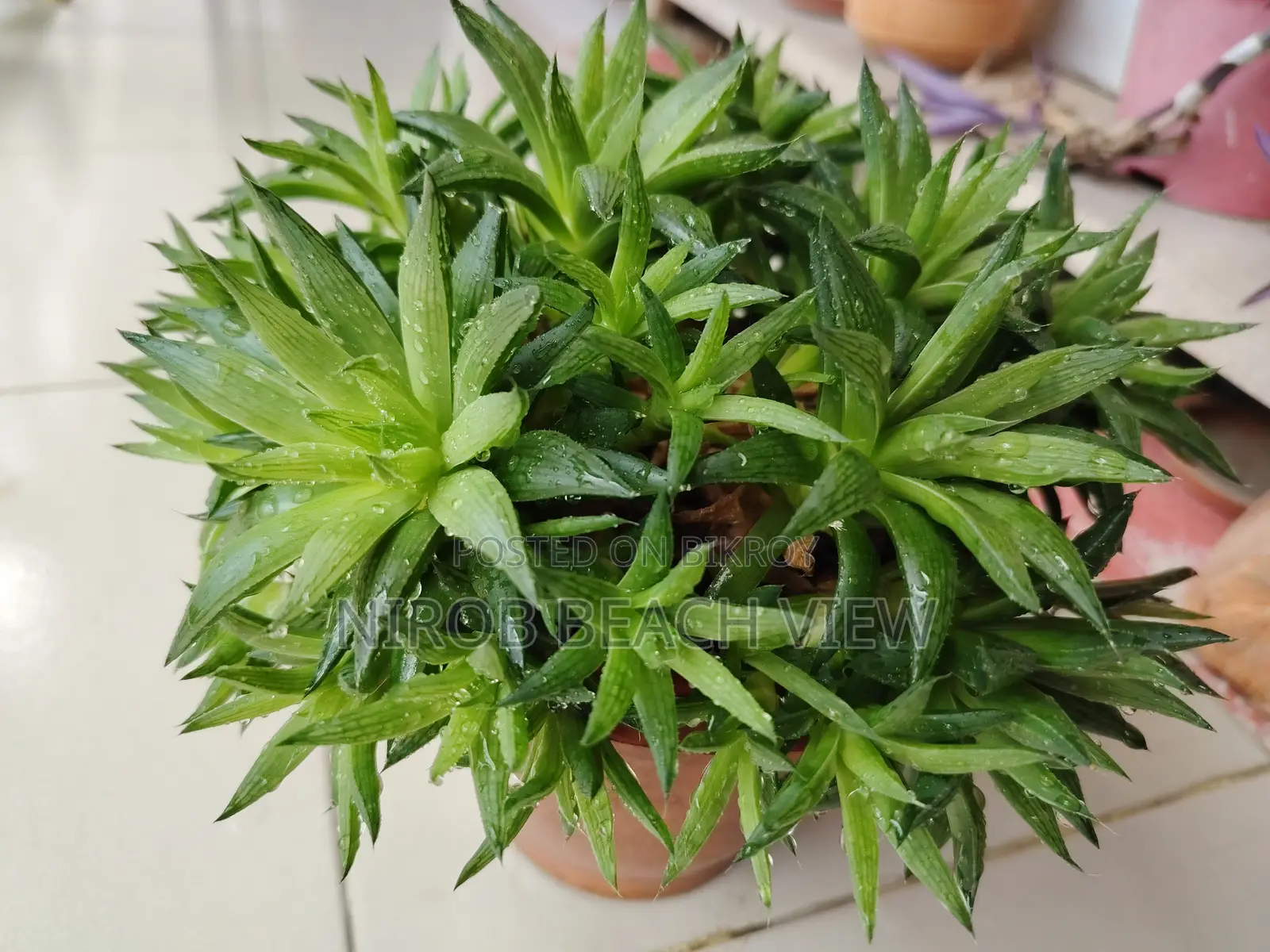 হাওরথিয়া গ্রিন