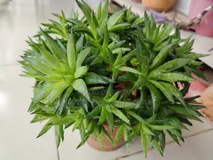 হাওরথিয়া গ্রিন