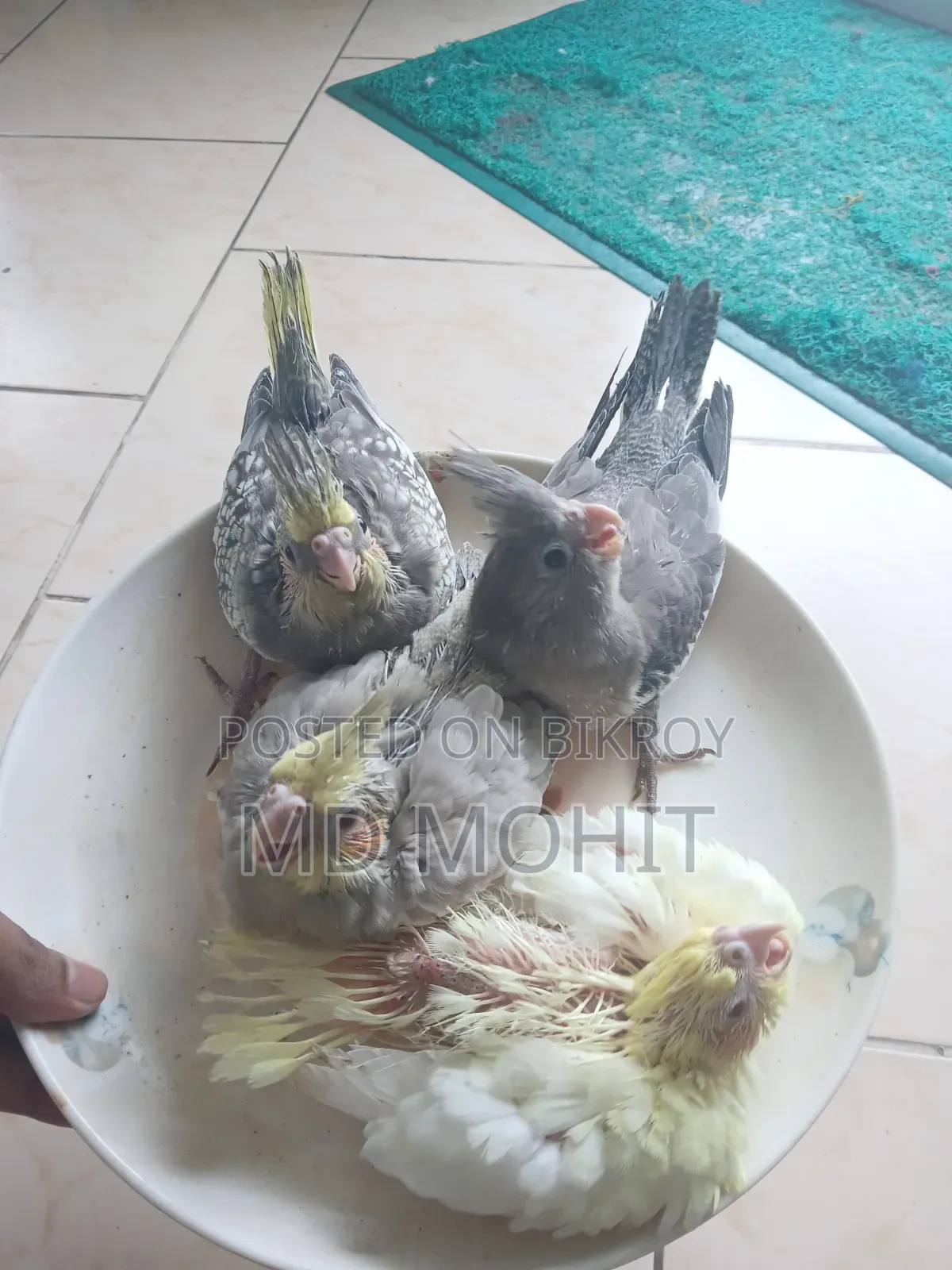 Hand-Tamed Cockatiel Birds for Sale