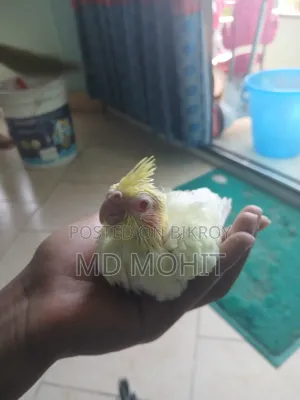 Hand-Tamed Cockatiel Birds for Sale