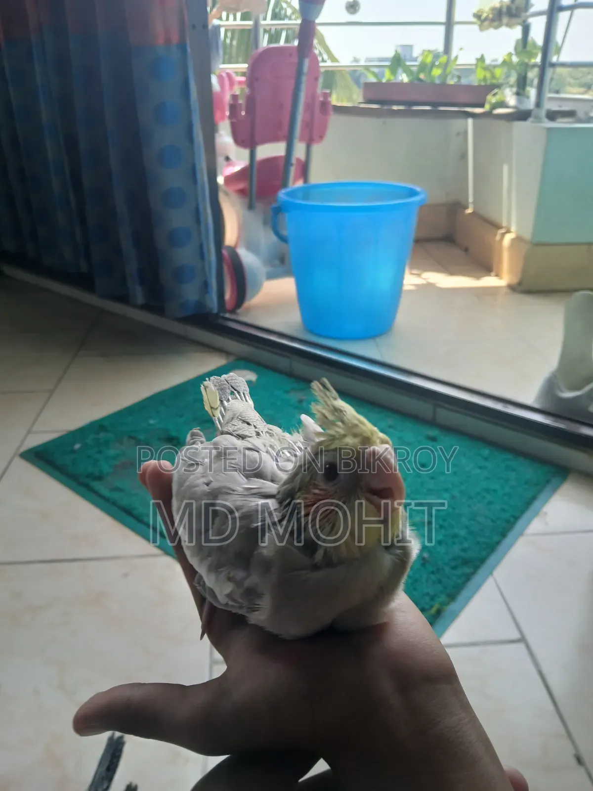 Hand-Tamed Cockatiel Birds for Sale