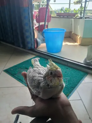 Hand-Tamed Cockatiel Birds for Sale