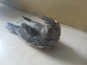 Hand-Tamed Cockatiel Birds for Sale