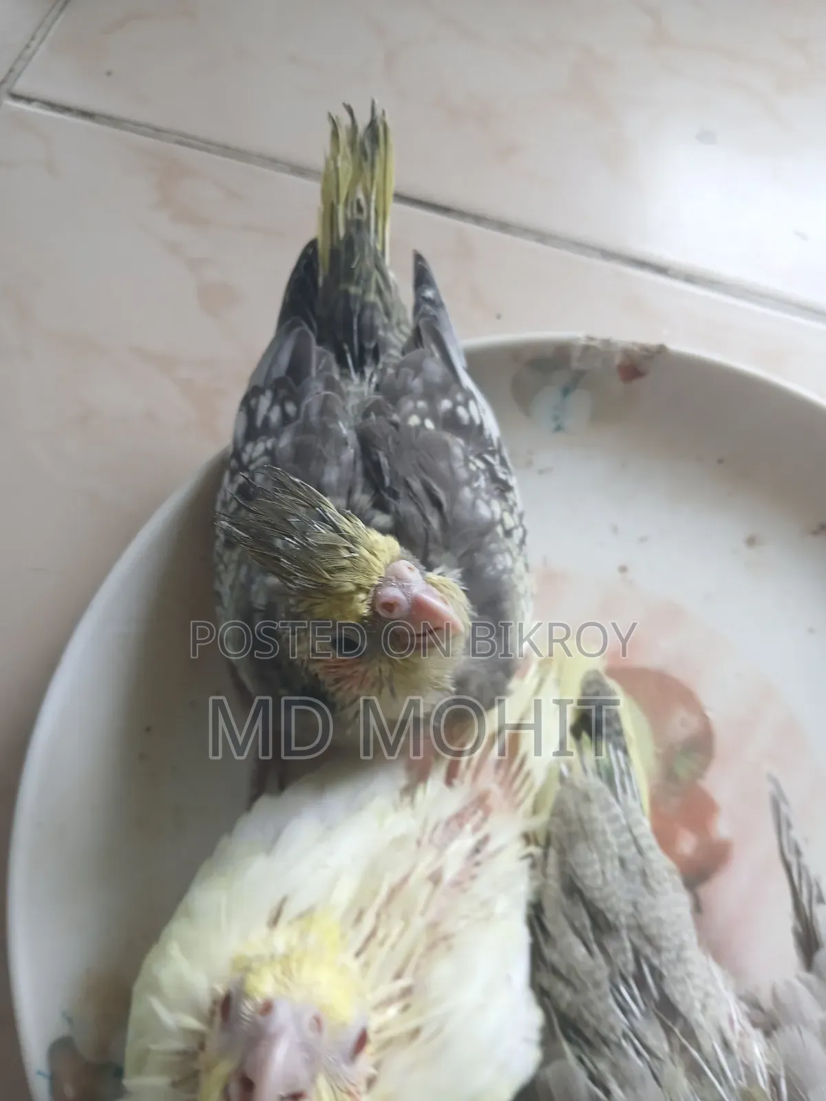 Hand-Tamed Cockatiel Birds for Sale