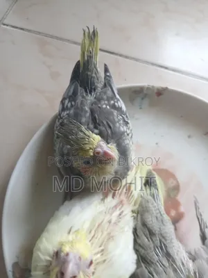 Hand-Tamed Cockatiel Birds for Sale