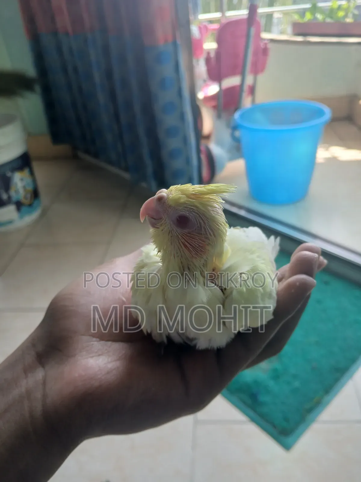 Hand-Tamed Cockatiel Birds for Sale