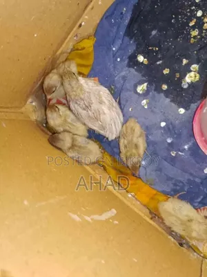 King Quail chicks and parents pair for sale