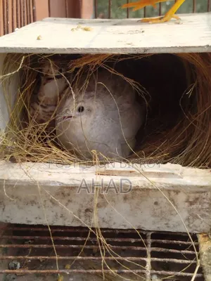 King Quail chicks and parents pair for sale