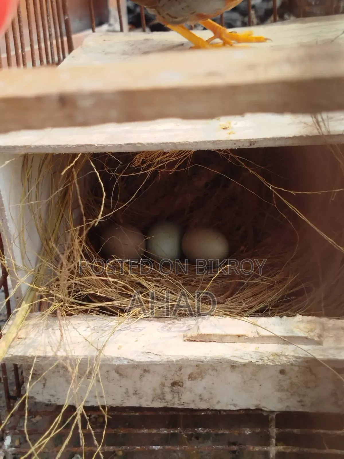King Quail chicks and parents pair for sale