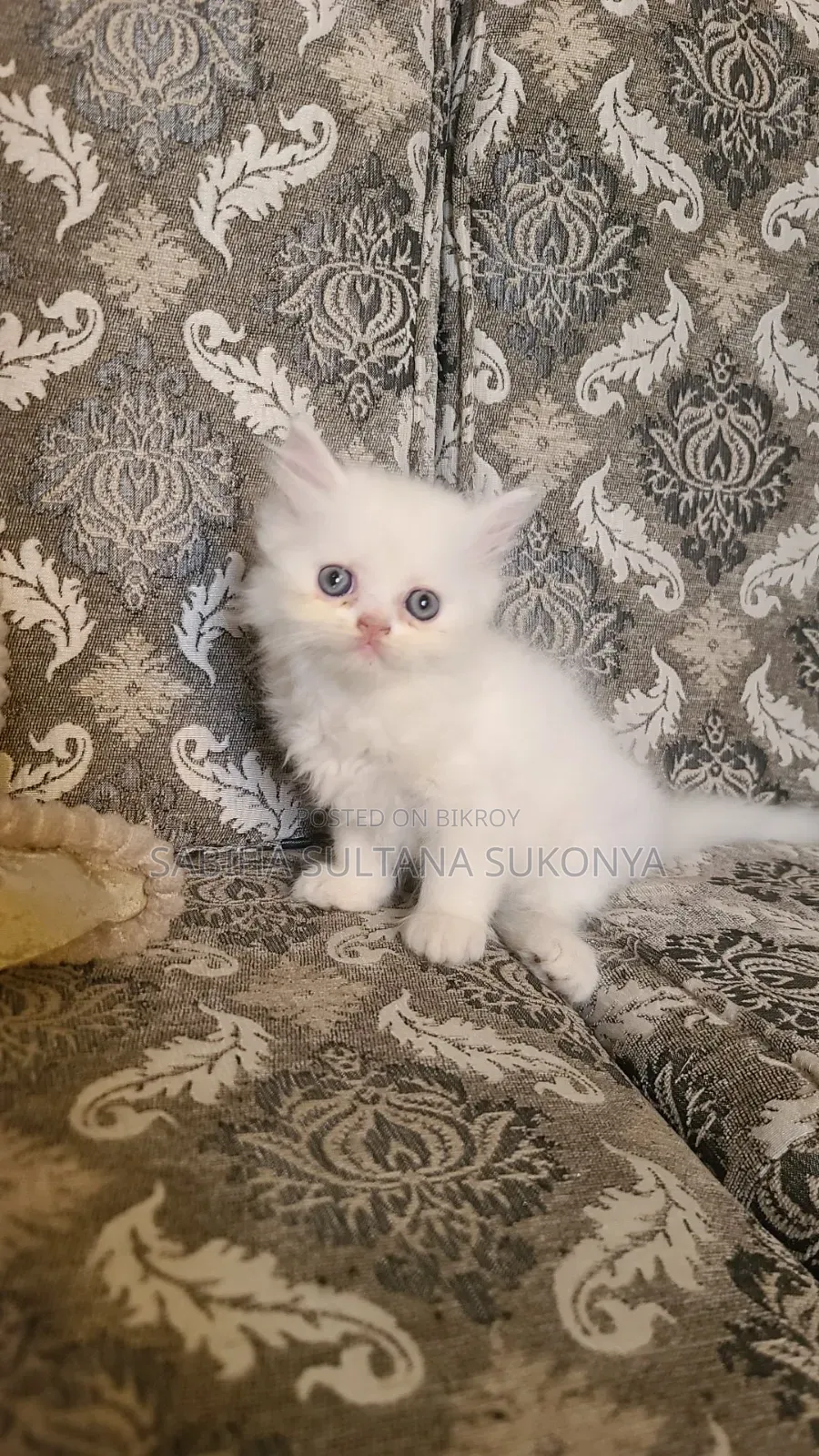 1 to 3 months Female Purebred Persian
