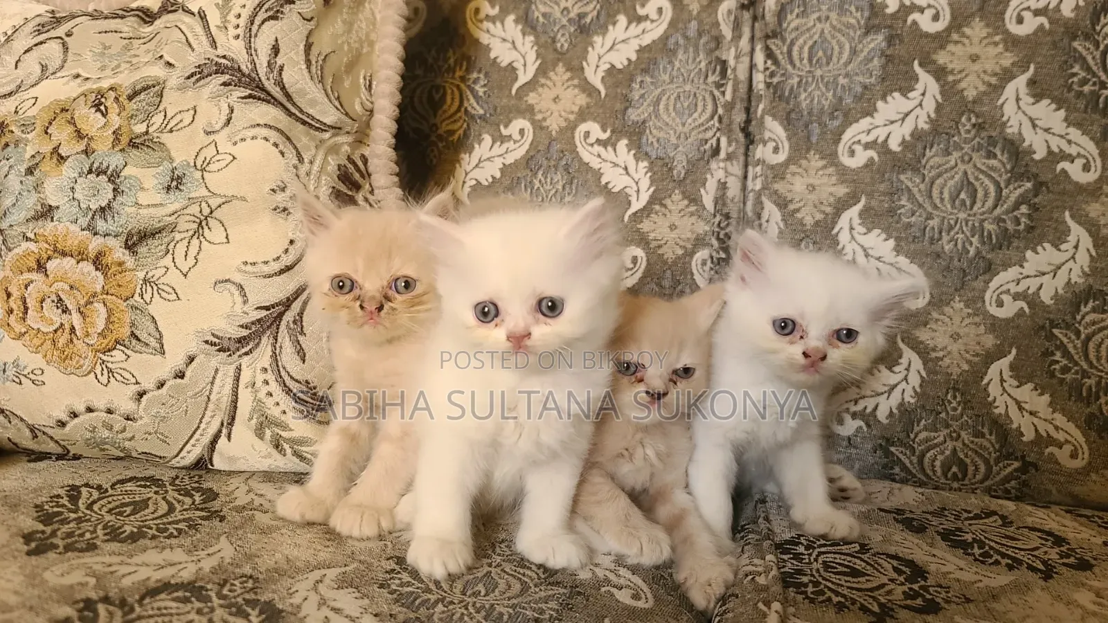 1 to 3 months Female Purebred Persian