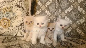 1 to 3 months Female Purebred Persian