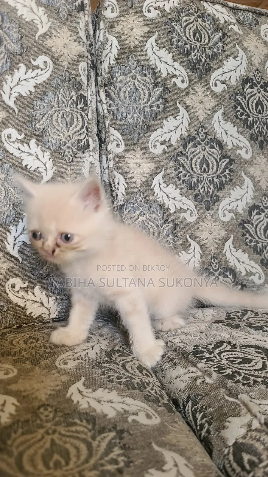 1 to 3 months Female Purebred Persian