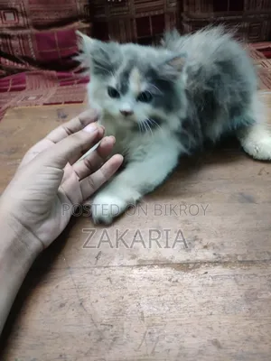 1-3 months Female Purebred Persian