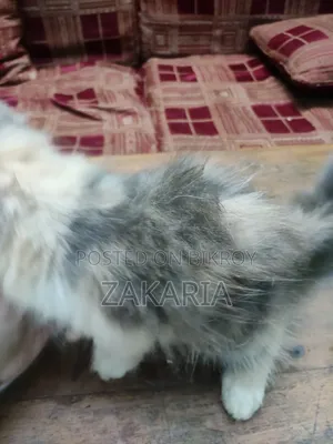 1-3 months Female Purebred Persian