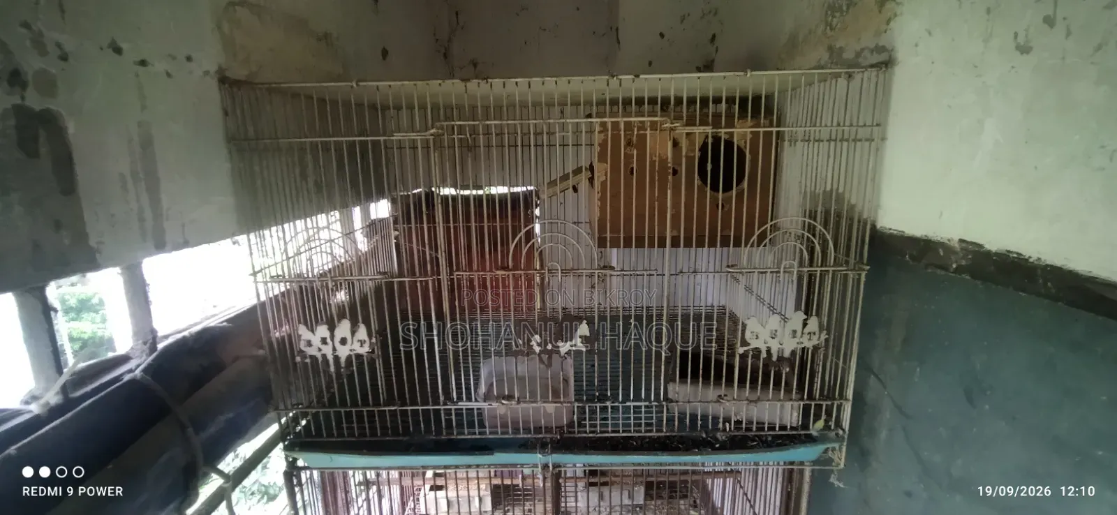 Love Bird With Cage