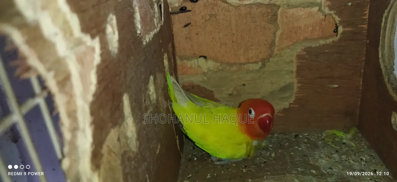 Love Bird With Cage