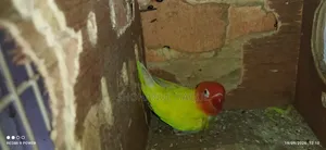Love Bird With Cage