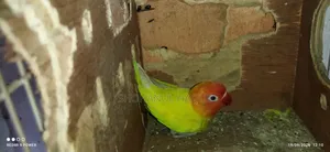 Love Bird With Cage