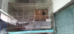 Love Bird With Cage