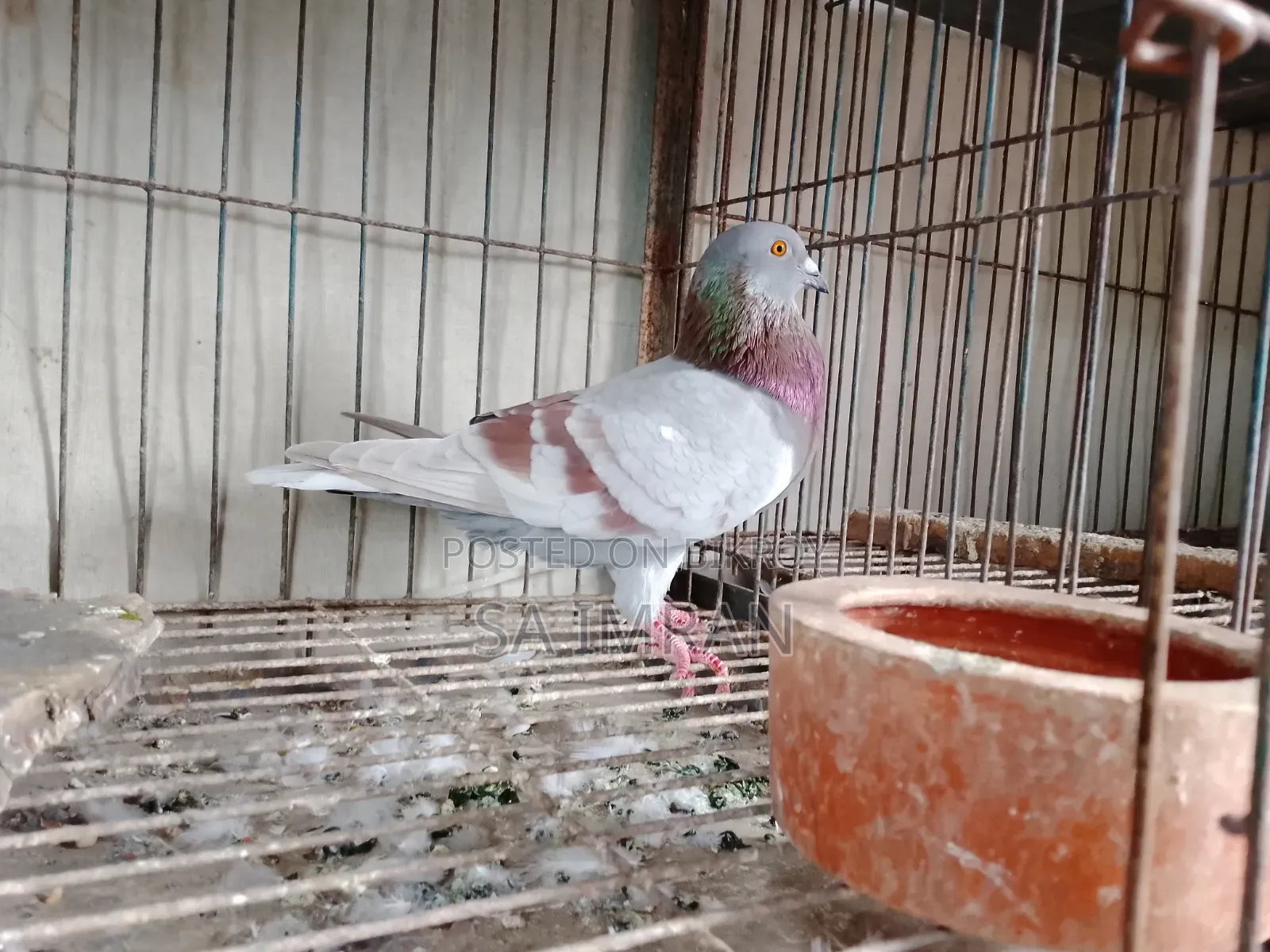 Mili Racer Male