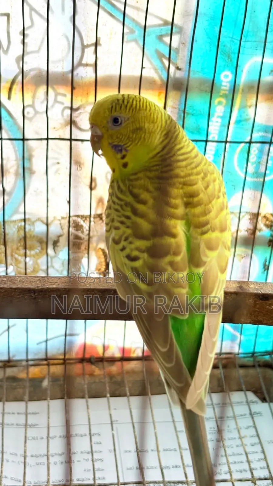 মাস্টার পেয়ার এবং একটি প্রাপ্তবয়স্ক