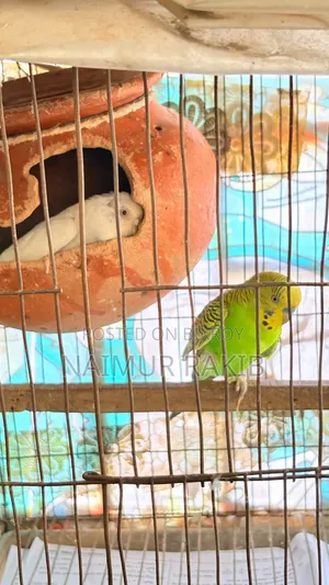 মাস্টার পেয়ার এবং একটি প্রাপ্তবয়স্ক