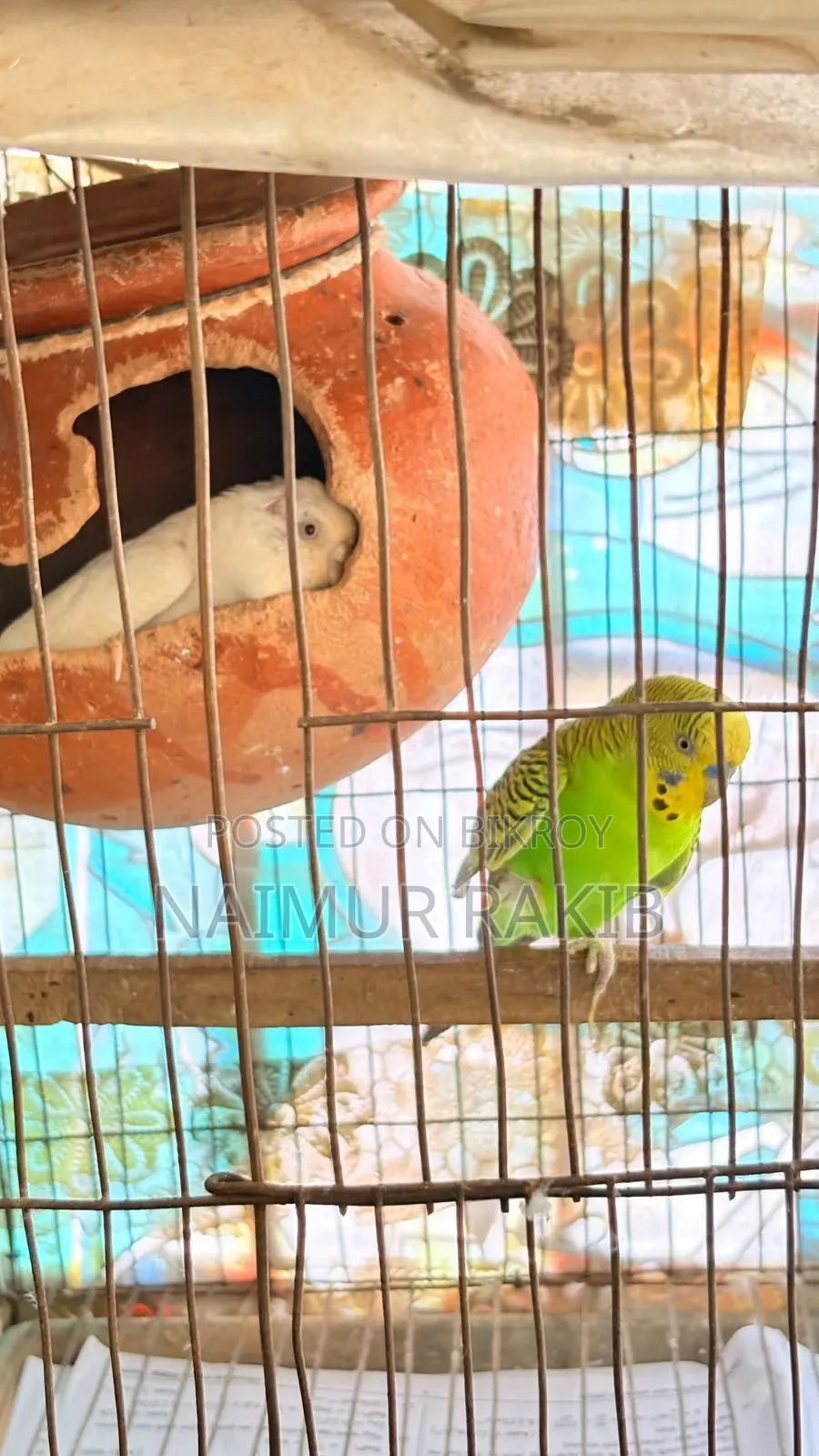 মাস্টার পেয়ার এবং একটি প্রাপ্তবয়স্ক