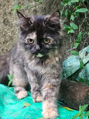 3 to 6 months Female Purebred Persian Cat