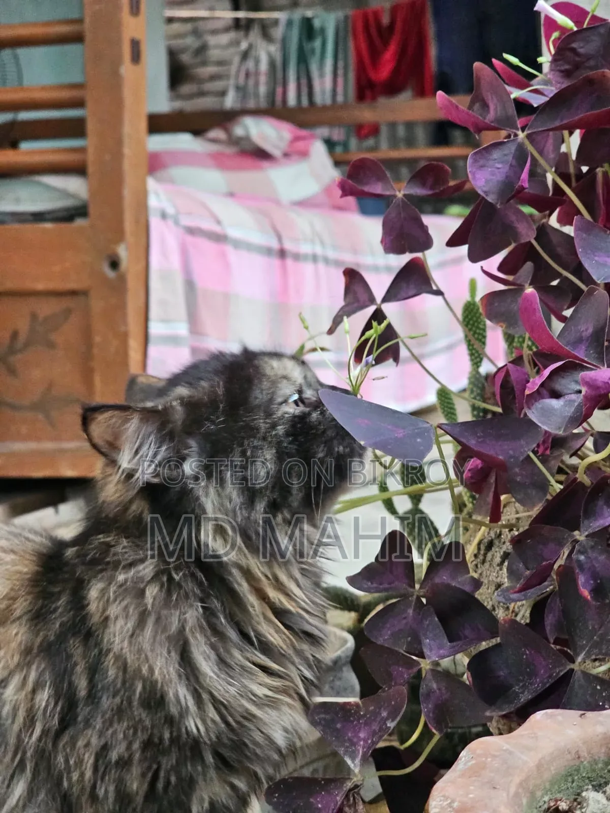 3-6 months Female Purebred Persian