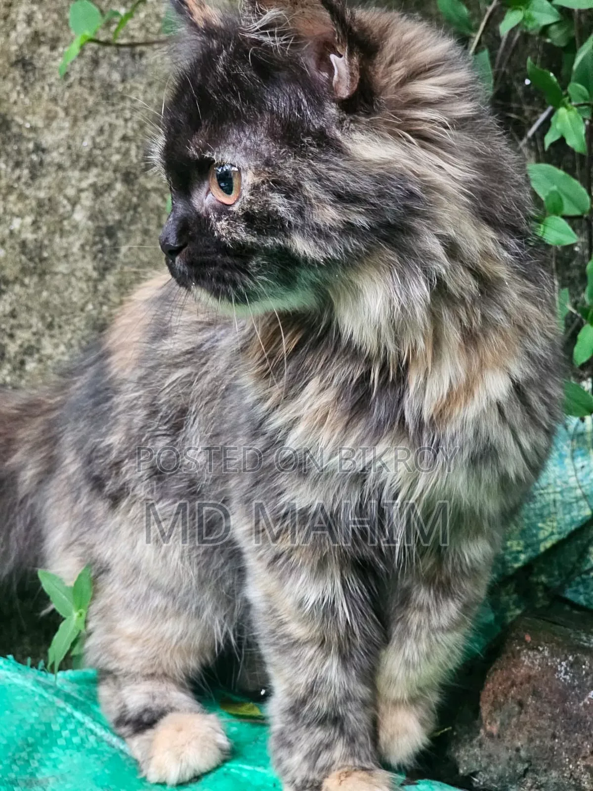 3-6 months Female Purebred Persian