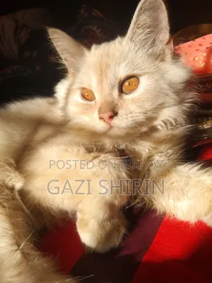 1+ year Male Purebred Persian