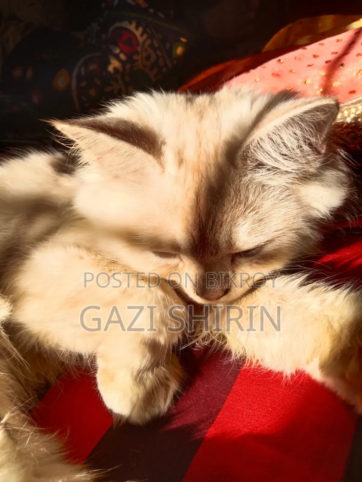 1+ year Male Purebred Persian