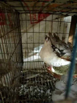 অপরাজিতা কবুতর
