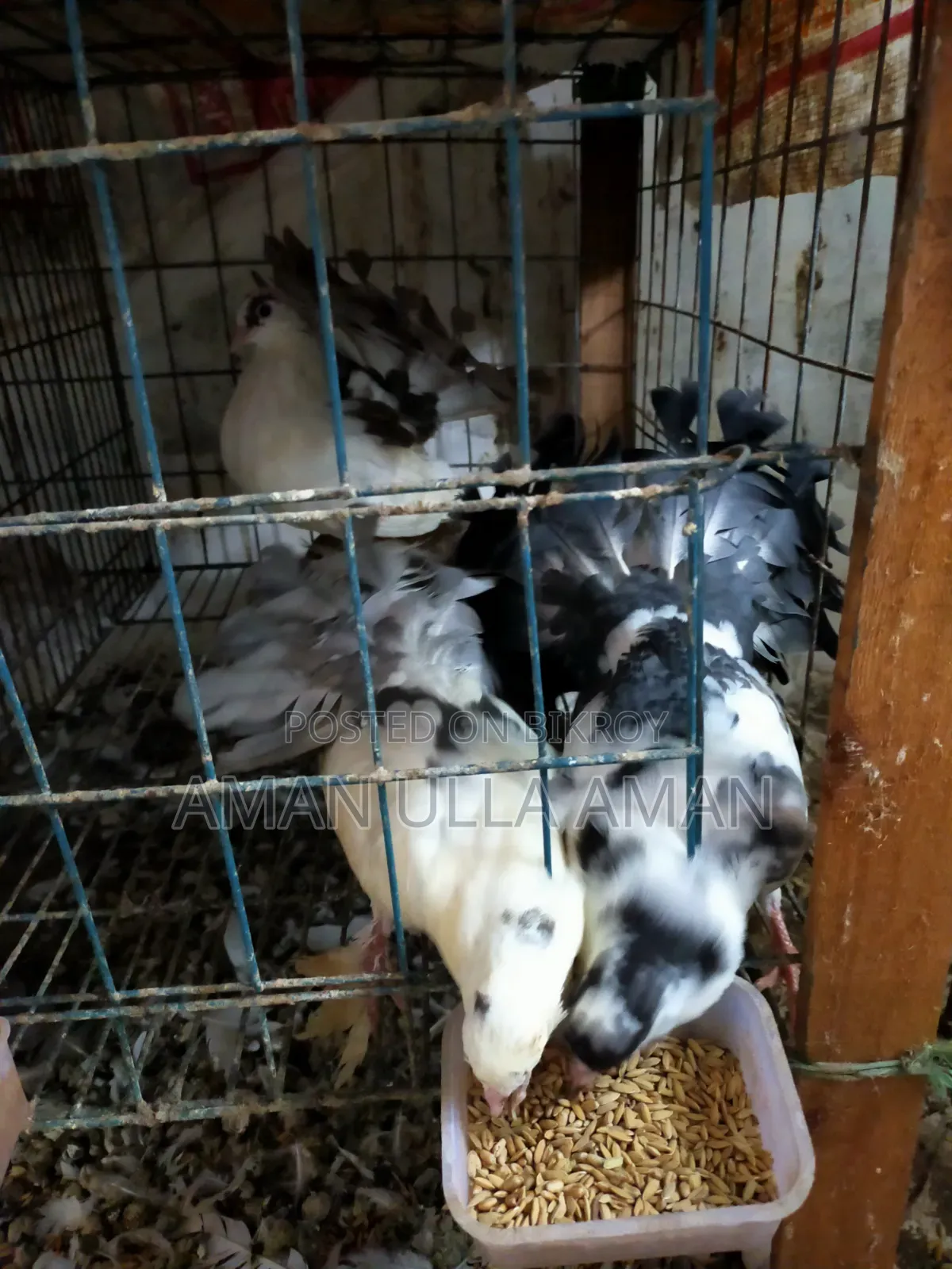 অপরাজিতা কবুতর
