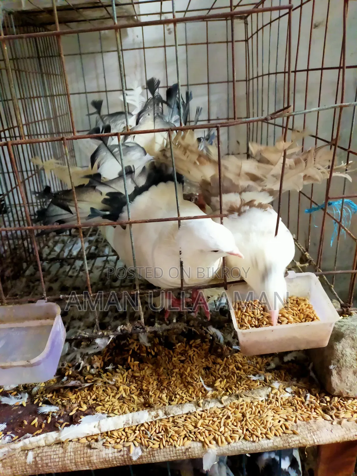 অপরাজিতা কবুতর