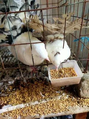 অপরাজিতা কবুতর