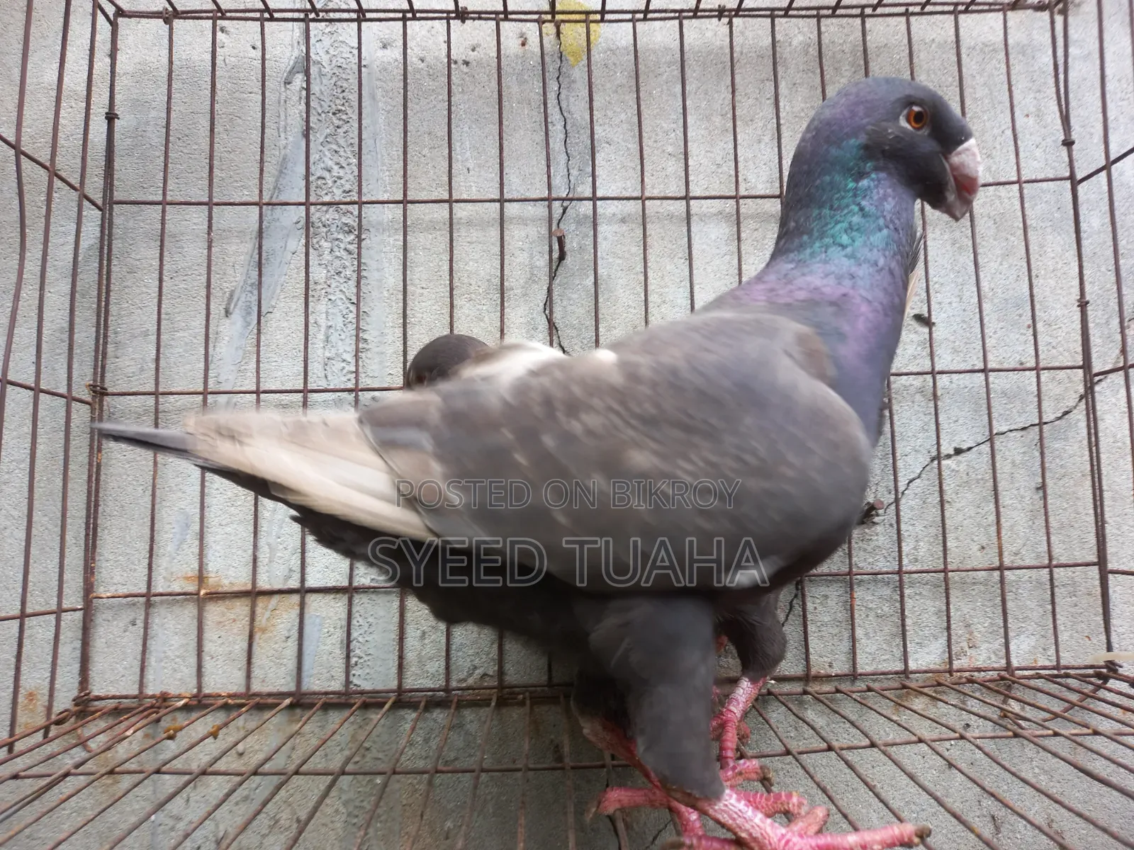 চকলেট/ ডান বিউটি হোমা ডিম সহ
