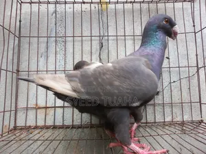 চকলেট/ ডান বিউটি হোমা ডিম সহ